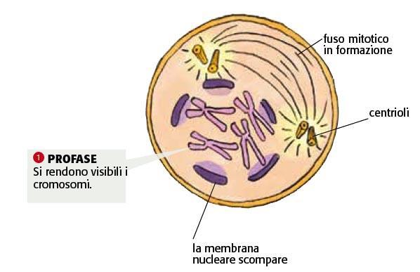 7. La divisione