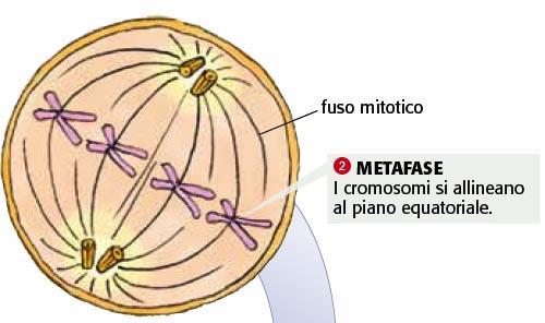 7. La divisione