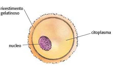 9. La riproduzione sessuata implica la presenza dei gameti e della fecondazione Durante la fecondazione, un gamete maschile si unisce a un gamete femminile.