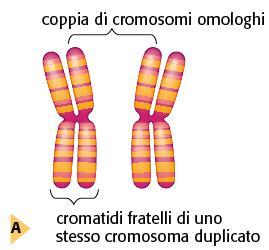 L insieme dei tuoi 46 cromosomi