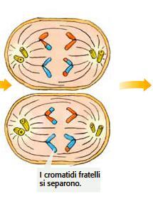 da cellule diploidi Seconda