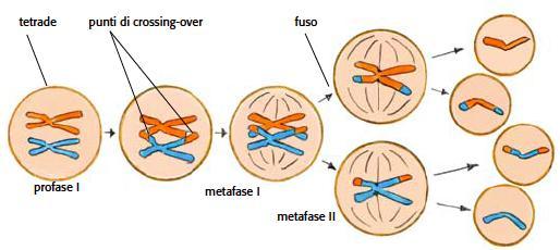 12. La meiosi è il processo che produce cellule aploidi a partire da cellule diploidi Grazie al crossing over le