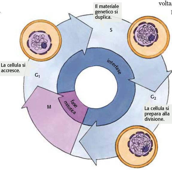4. Le cellule eucariotiche vanno incontro a una sequenza ripetitiva di eventi detta ciclo cellulare Le fasi del ciclo