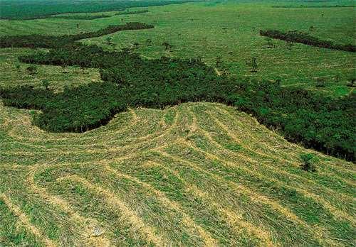 Il declino della biodiversità Tutto questo, oltre ad una perdita netta di superficie, causa la FRAMMENTAZIONE degli