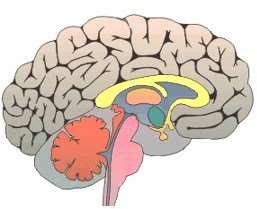 Scopo del BLS Prevenire e ritardare i danni anossici cerebrali nel soggetto adulto in cui