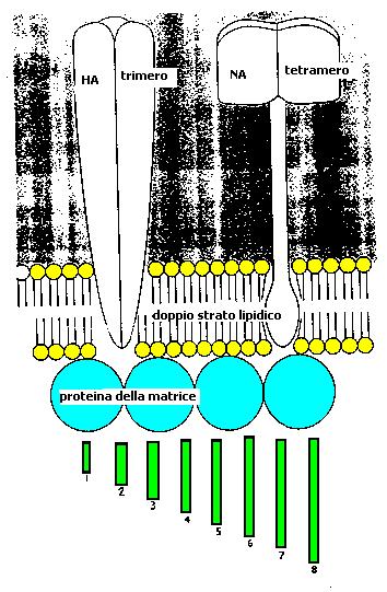 HA: glicoproteina di forma bastoncellare PM = 75 Kd circa HA proteasi cell HA1 50 Kd attiva + HA2 25 Kd lega i RBC lega il recettore (ac.