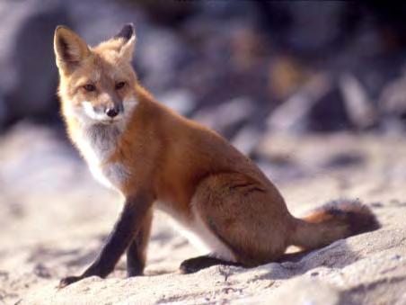 vulpes)