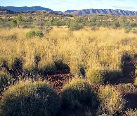 Savana Le savane tropicali e subtropicali sono determinate principalmente dalla scarsità e marcata stagionalità delle precipitazioni.