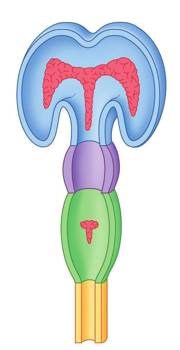 Encefalo 3 Tetto del quarto ventricolo (sezionato) 8 settimane cquedotto (encefalo posteriore) 12 settimane Emisfero cerebellare anale centrale Midollo spinale Figura 1.