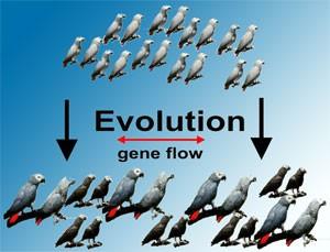 Evoluzione, popolazione e flusso genico Evoluzione: processo che porta ad un cambiamento del genotipo degli individui.