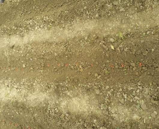 Ecco qui : questi semi rossi sono quelli delle cornette Visto