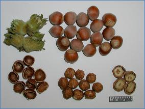 buona pelabilità del seme (70-80%) PAUETET(cv spagnola) Pianta: vigoria media, buona produttività, sensibile