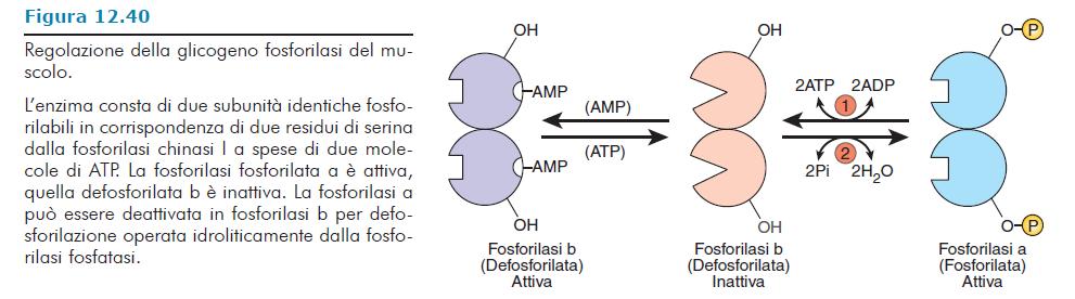 Fosforilasi fosfatasi Fosforilasi chinasi I meccanismo attivazione: fosforilazione, legato all attivazione per fosforilazione della