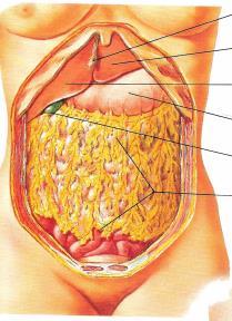 Cenni di anatomia: intestino crasso o colon
