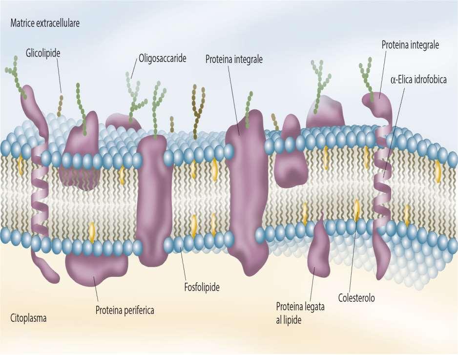 Modello a