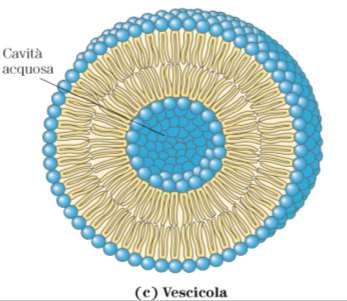 Componente Lipidica