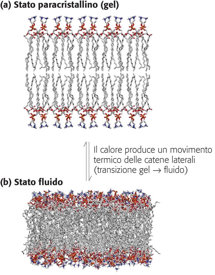 Temperature relativamente basse: i lipidi del doppio strato formano una fase di gel semisolido: i movimenti delle singole molecole sono limitate: Stato