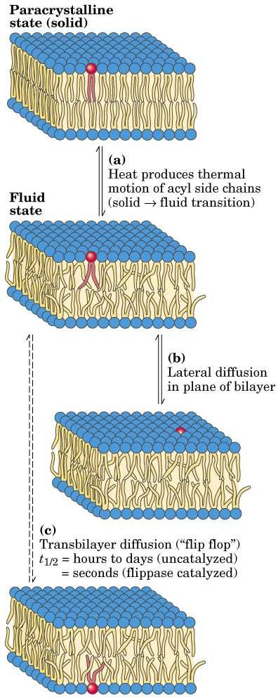 Dinamica delle membrane a) Il calore produce un movimento termico delle catene laterali Transizione solido fluido b) Diffusione laterale nel piano del doppio strato I fosfolipidi, oltre a spostarsi