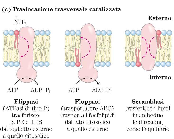 Dinamica delle membrane Ca 2+ PS=