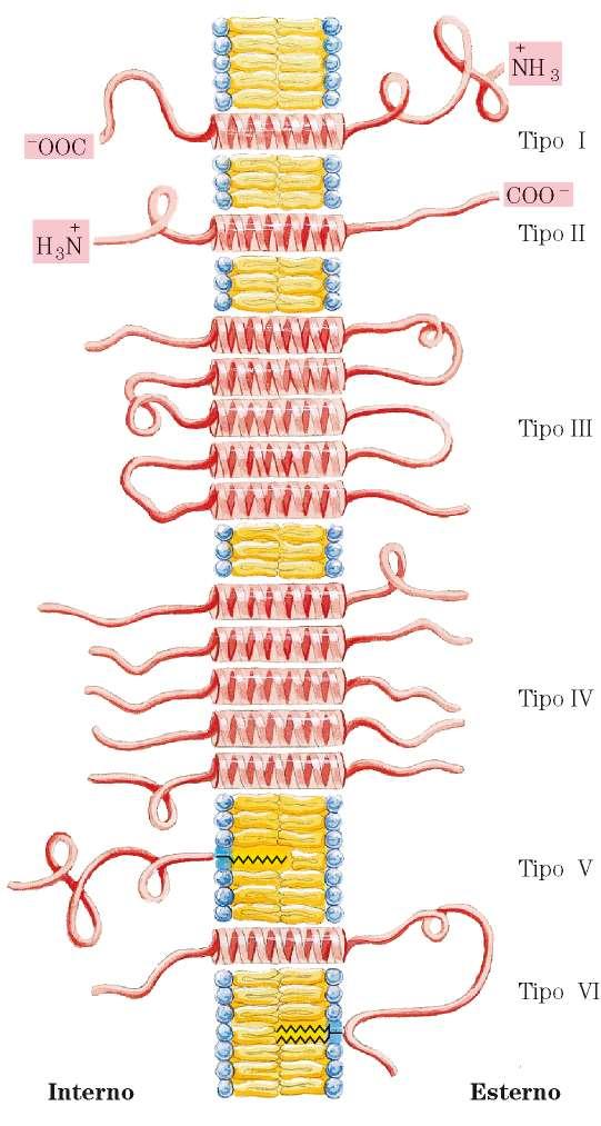 Componente proteica Proteine integrali di membrana Sono associate in modo molto stabile