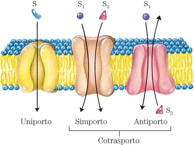 Trasporto di soluti attraverso le membrane: I trasportatori differiscono per