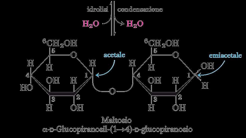 DISACCARIDI Due MONOSACCARIDI uniti da