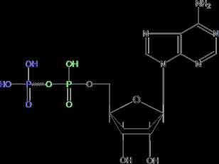 Adenosina MonoFosfato AMP Legame FOSFOESTERE mostra le proprietà dei normali esteri fosforici, relativamente resistenti all idrolisi Adenosina