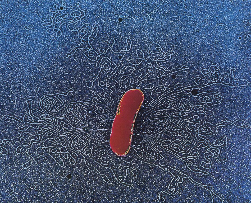 1 RNA, il messaggero sfuggente, 175 Il flusso di informazioni all interno della cellula, 176 Il codice genetico, 177 L universalità del codice genetico, 179 La trascrizione: dal DNA all RNA, 179 Il