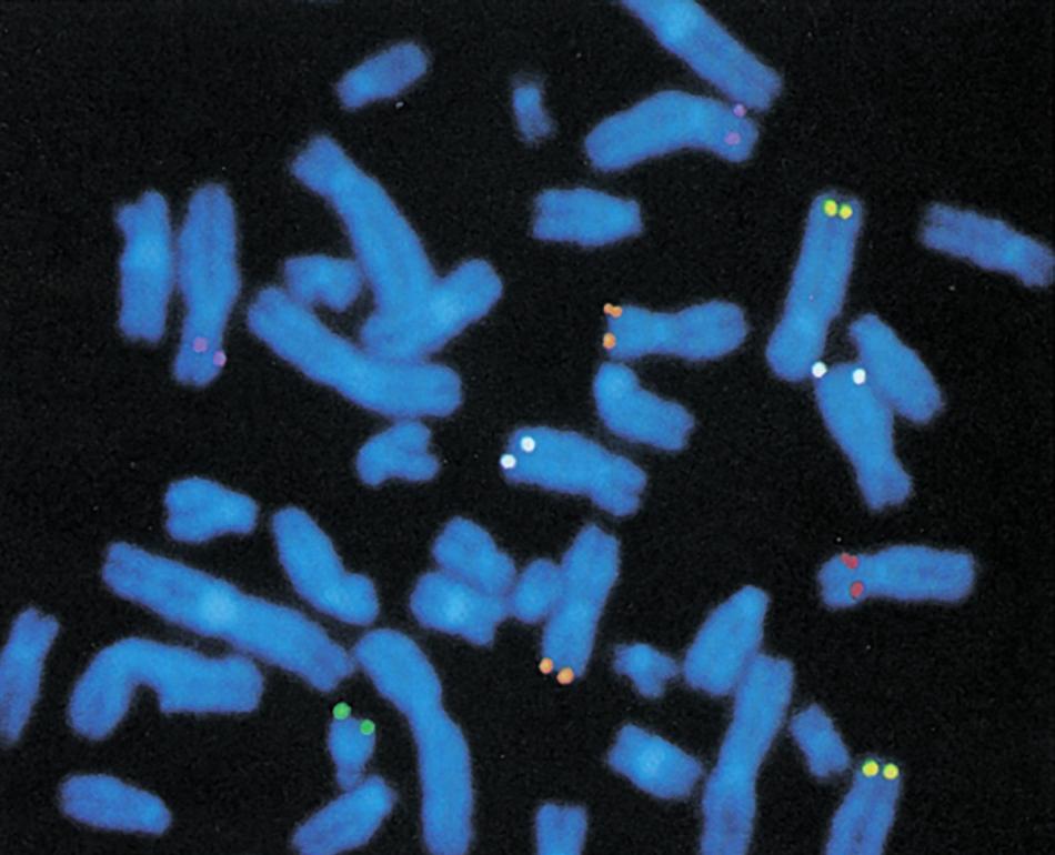 X Capitolo 11 La manipolazione del codice genetico Capitolo 12 La genetica umana Esperimento con patate geneticamente modificate, 205 Le tecnologie del DNA ricombinante, 206 Gli strumenti dell