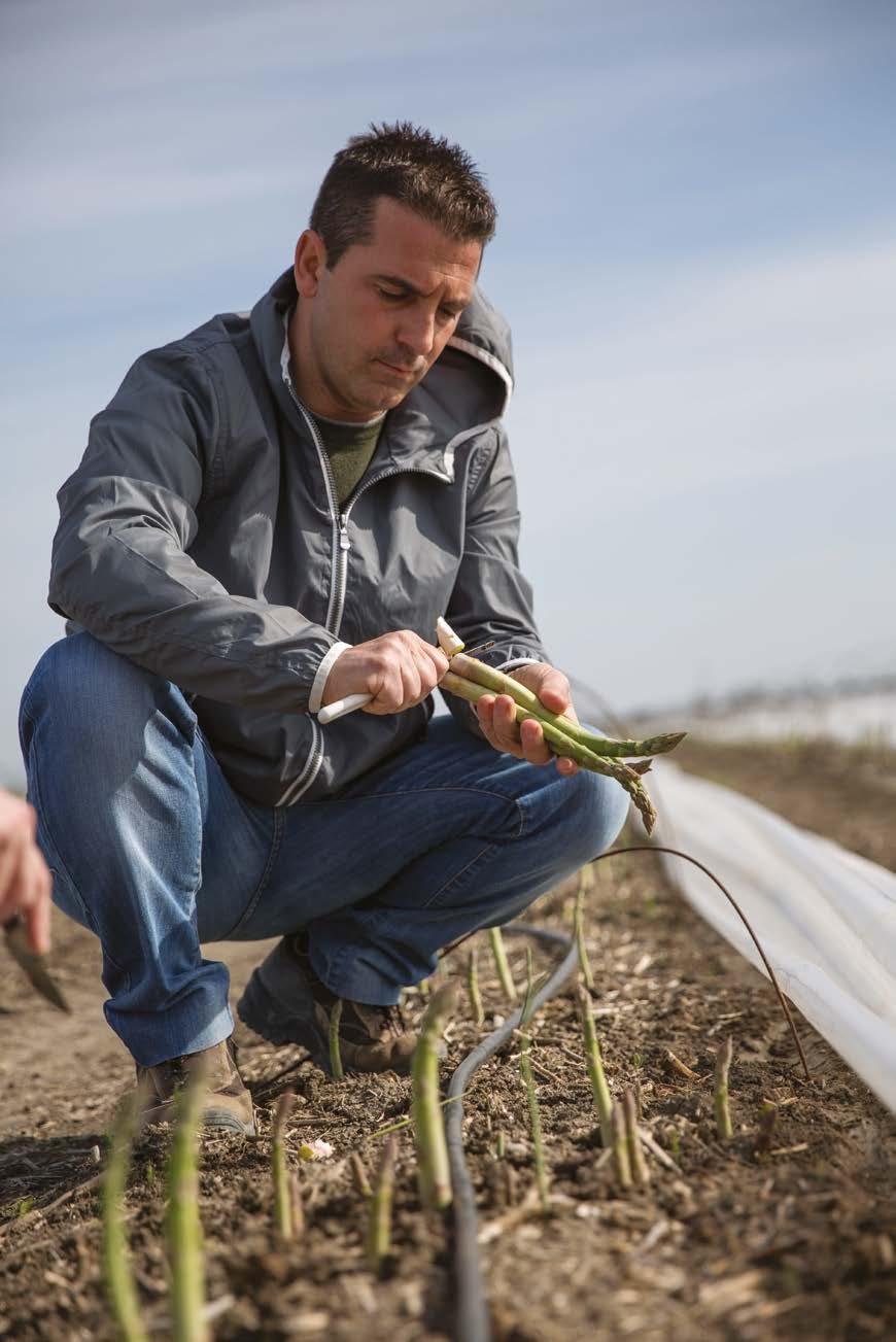 TAPPA 5 L'ASPARAGO VERDE DI CAPITANATA IL RE DEI CAMPI È DI CASA, A FOGGIA Tra gli oltre 300 soci della Cooperativa Futuragri figurano sia l'azienda Gugliotti, che quella dei fratelli Zerillo.