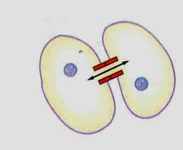 Comunicazione diretta attraverso giunzioni comunicanti La forma più semplice di comunicazione intercellulare è il trasferimento diretto di segnali chimici