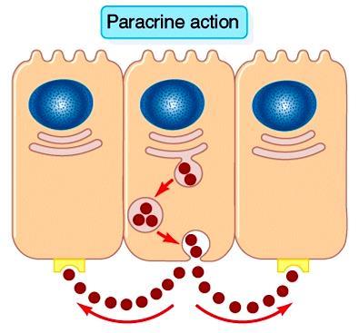 Messaggeri paracrini Una sostanza chimica secreta da una cellula per agire su cellule presenti nelle sue immediate vicinanze è detta paracrina.