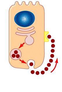 Messageri autocrini La segnalazione autocrina è caratterizzata da cellule che agiscono contemporaneamente da segnale e da bersaglio.