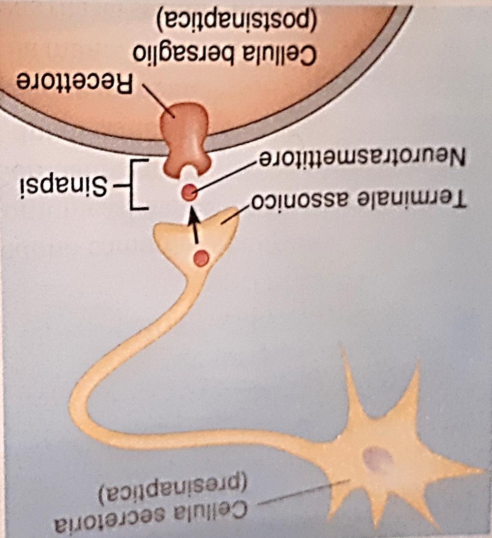 Neurotrasmettitori Vengono rilasciati dal terminale assonico dei neuroni nello spazio sinaptico e rappresentano il tramite chimico mediante il quale si realizza la comunicazione sinaptica.