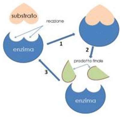 Struttura generale degli enzimi Sono proteine globulari complesse : Addotto enzima-substrato Parte proteica