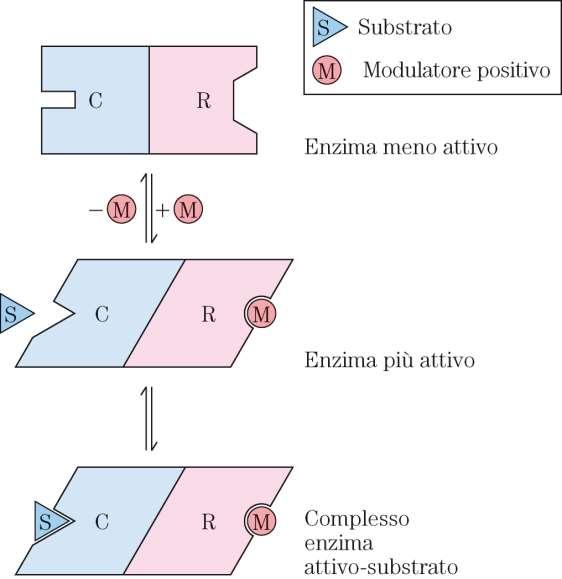 Enzimi regolatori Enzimi allosterici: Agiscono mediante legame non covalente e reversibile di Modulatori allosterici