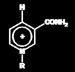 Cofattori Il NAD + funziona da deidrogenante: porta via 2 atomi di H dal substrato.