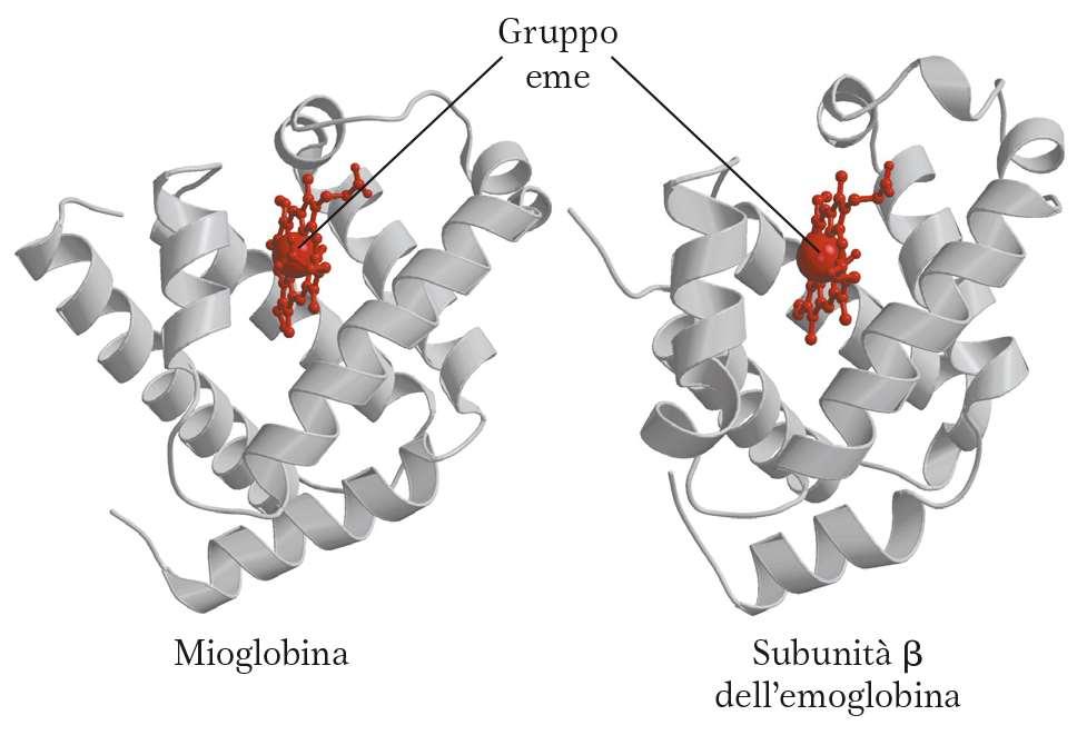 Emoglobina (Hb) La struttura terziaria è simile tra subunità α e subunità β, entrambe inoltre