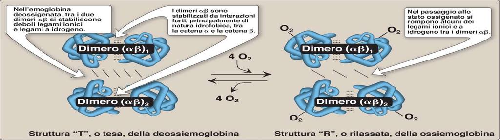 L emoglobina esiste in due forme: ossigenata =R; deossigenata =T Il legame di Hb con O 2 determina una grande modificazione della struttura quaternaria.