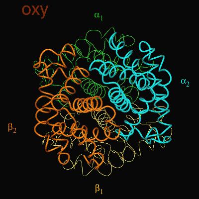 L emoglobina è una proteina allosterica la cui struttura quaternaria viene modificata dal legame di O 2 alle 4 subunità: i 4 siti attivi cooperano positivamente, legando O 2 con affinità crescente e