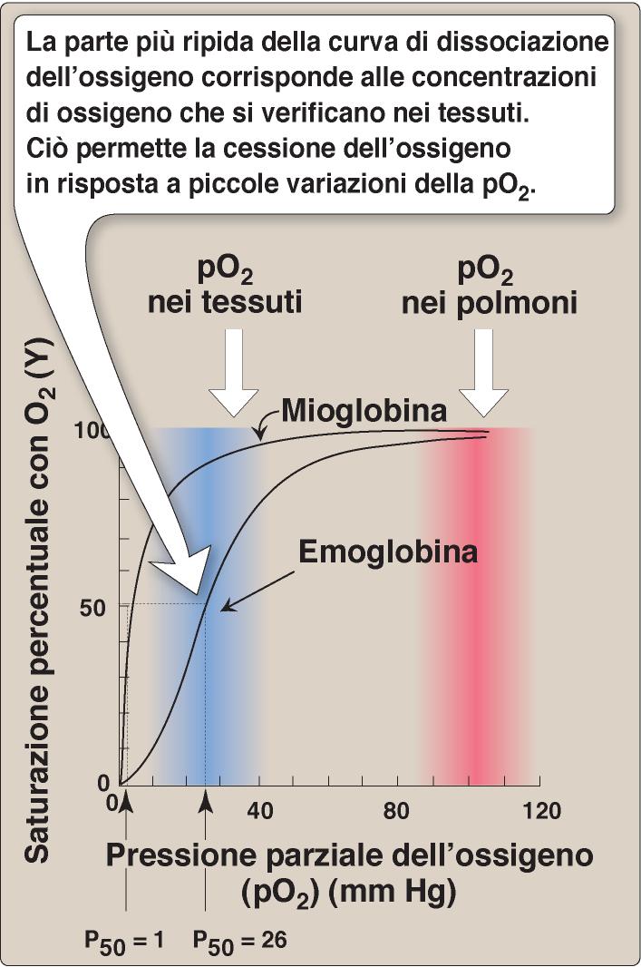 La mioglobina è un ottimo sistema per immagazzinare O 2 : -si lega all O 2 anche a basse po 2 e lo lega strettamente.