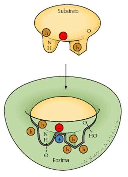 ADDOTTO Enzima-Substrato L energia usata per aumentare la velocità enzimatica deriva dalle interazioni