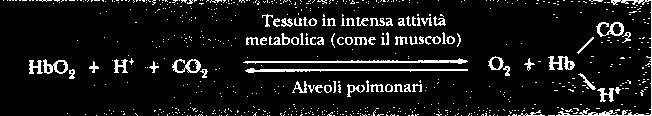 EFFETTO BOHR Gli ioni H + si legano a 3 coppie di siti sull Hb: la più nota è l His 146 delle catene β Nei tessuti ad elevato metabolismo, come nei muscoli in
