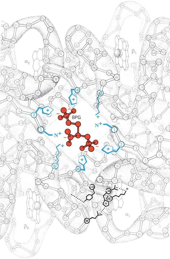 Influenza del 2,3- BPG Nell Hb deossigenata (T) è presente una cavità centrale che si restringe