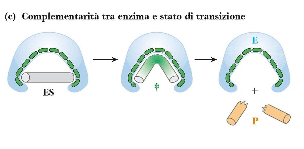 CATALISI ENZIMATICA