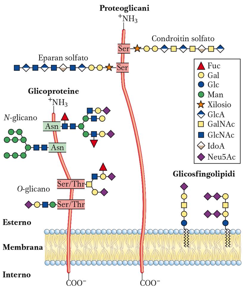 I Glicoconiugati I carboidrati possono legarsi ad altre molecole : glicoconiugati 1) Alcuni glicosamminoglicani si associano a proteine per dare proteoglicani, aumentando la variabilità e le funzioni