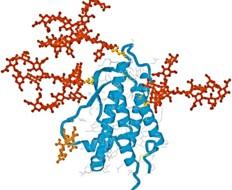 Funzioni degli oligosaccaridi La glicosilazione aumenta fortemente la variabilità strutturale delle proteine.