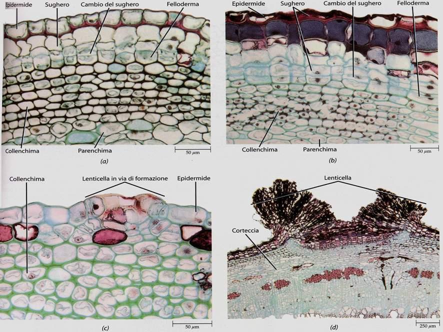 Il primo cambio del sughero si origina dallo strato di cellule corticali