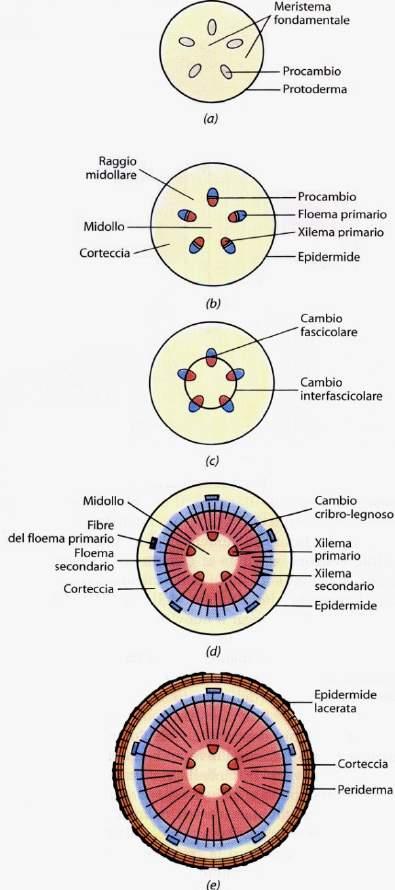 Apice vegetativo, sede dei meristemi primari Sviluppo del fusto di una Dicotiledone Struttura