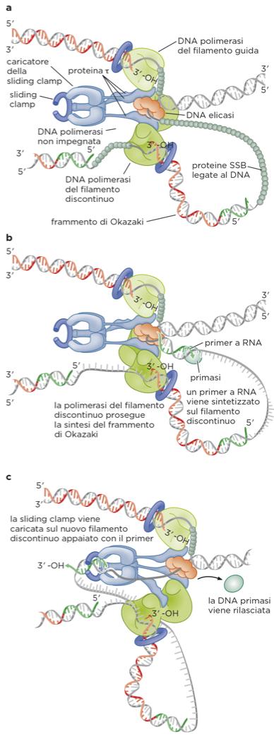 Modello sintesi DNA sulla forca replicativa 1. Helicase opens dsdna 2.